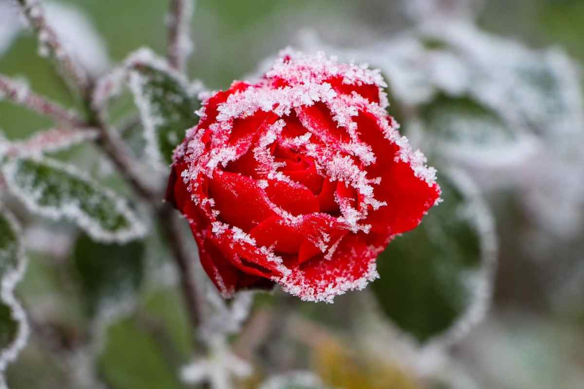 Rosa con la brina in inverno